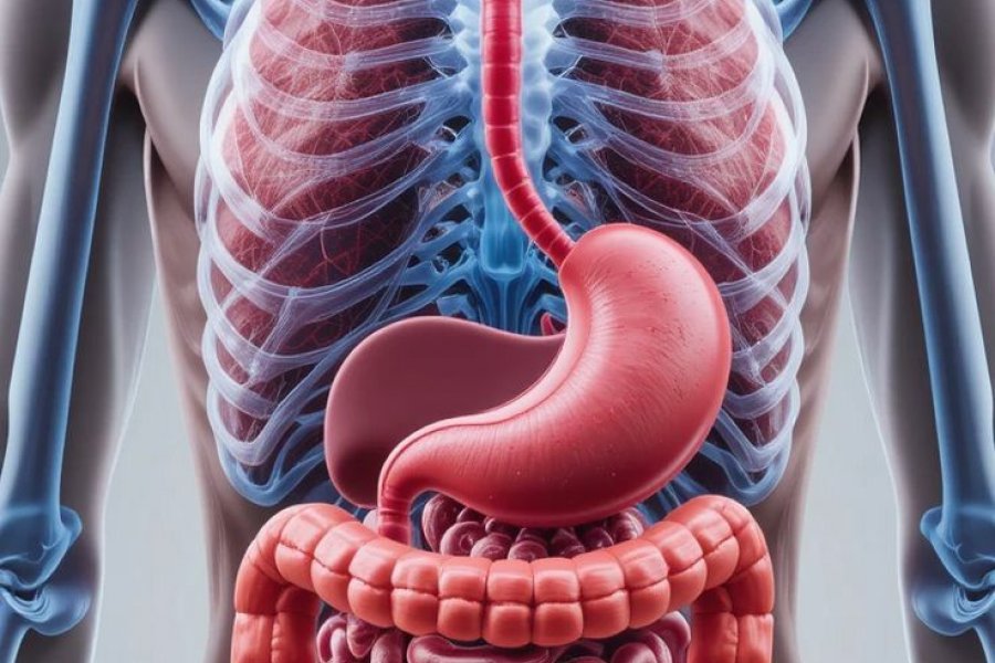 Vagus Siniri Nedir?