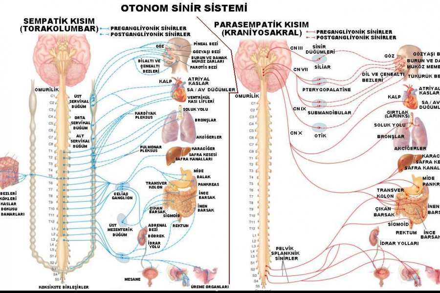 Parasempatik Sinir Sistemi Nedir?